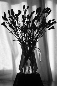 Fig 1 - Shape - Available Light