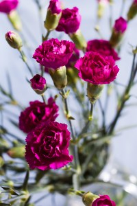 Fig 7: Colour - Photographic Light